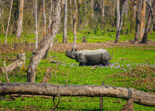 Chitwan National Park