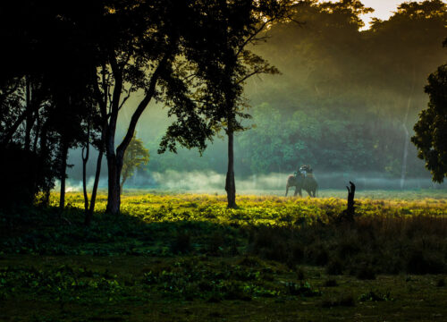 Chitwan 2 Nights & 3 Days Jungle Safari Tour